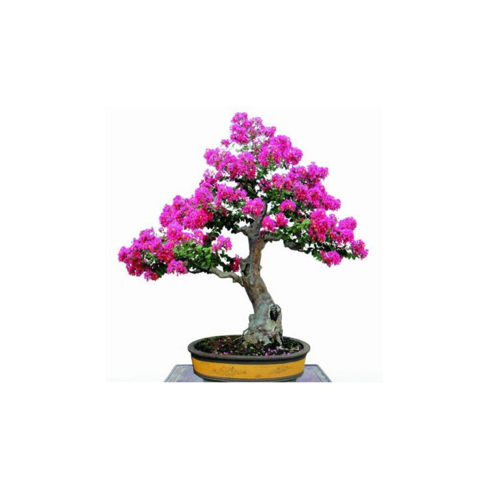 Çam Tohumculuk Bodur Mersin Bonzai Ağacı Tohumu 5 Adet Bonsai Ağacı Tohumu Tohum Fiyatı