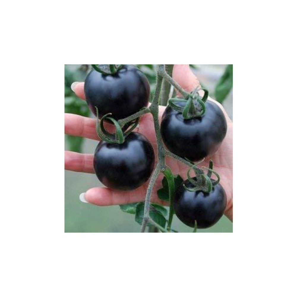 Çam Tohumculuk Siyah Domates Tohumu 5 Adet Tohum Black Tomato Tohum Fiyatı