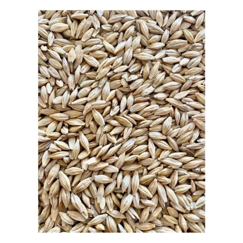 Canatar Organik Doğal Yemlik Arpa 50 kg Tavuk - Büyükbaş - Kuş Yemi Evcil Hayvan Ürünleri Fiyatı