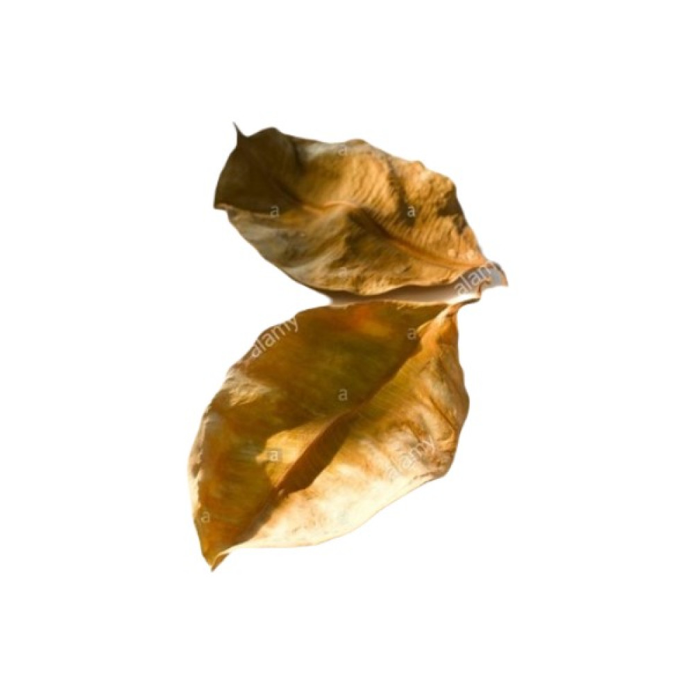 Canlı Petshop Kauçuk Yaprağı 100 Ad 15-20 cm Su Yumuşatıcı Karides Yemi Akvaryum Canlıları Için Besin Ihtiyacı Evcil Hayvan Ürünleri Fiyatı