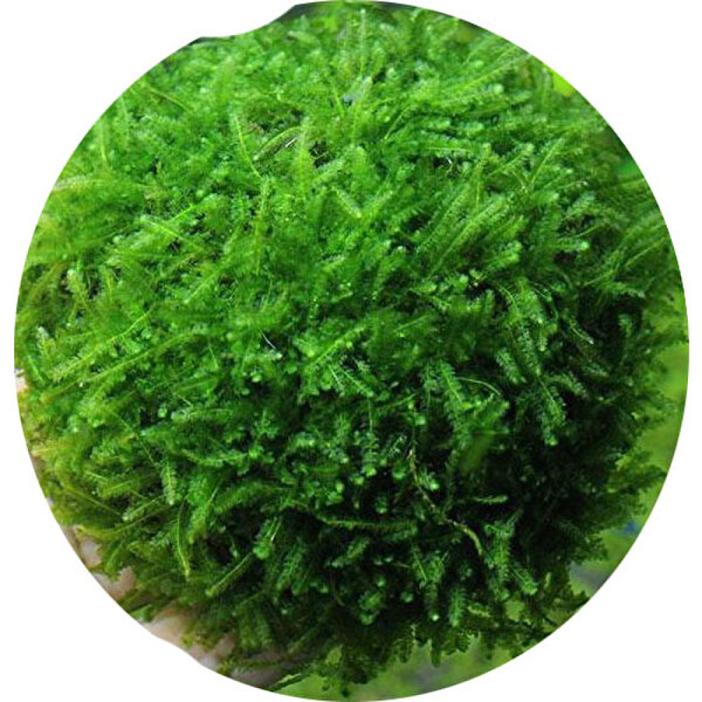 Canlı Petshop Moss -Willow Moss (Fontinalis Antipyretica) Evcil Hayvan Ürünleri Fiyatı