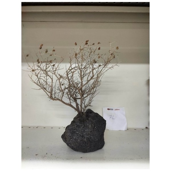 Canlı Petshop Özel Tasarım Akvaryum Dekoratif Ağaç Kaya 26 x 28 cm No 74 Evcil Hayvan Ürünleri Fiyatı