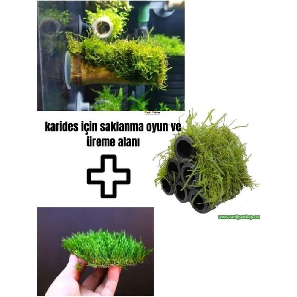Canlipetshop Karides Için Üreme Saklanma Yuvası + Oyun Alanı 3'lü Set Moss Sarılı Dekor Evcil Hayvan Ürünleri Fiyatı