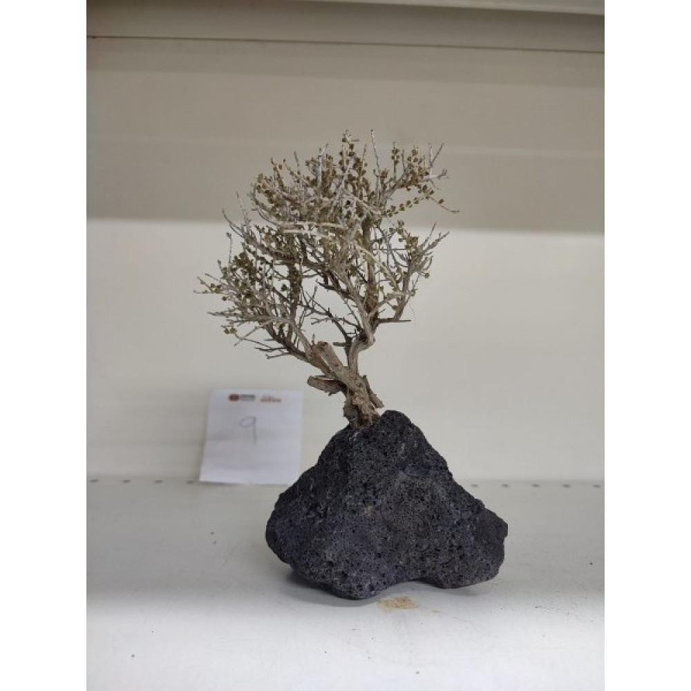 Canlipetshop Özel Tasarım Akvaryum Dekoratif Ağaç Kaya 17*12 cm No:9 Evcil Hayvan Ürünleri Fiyatı