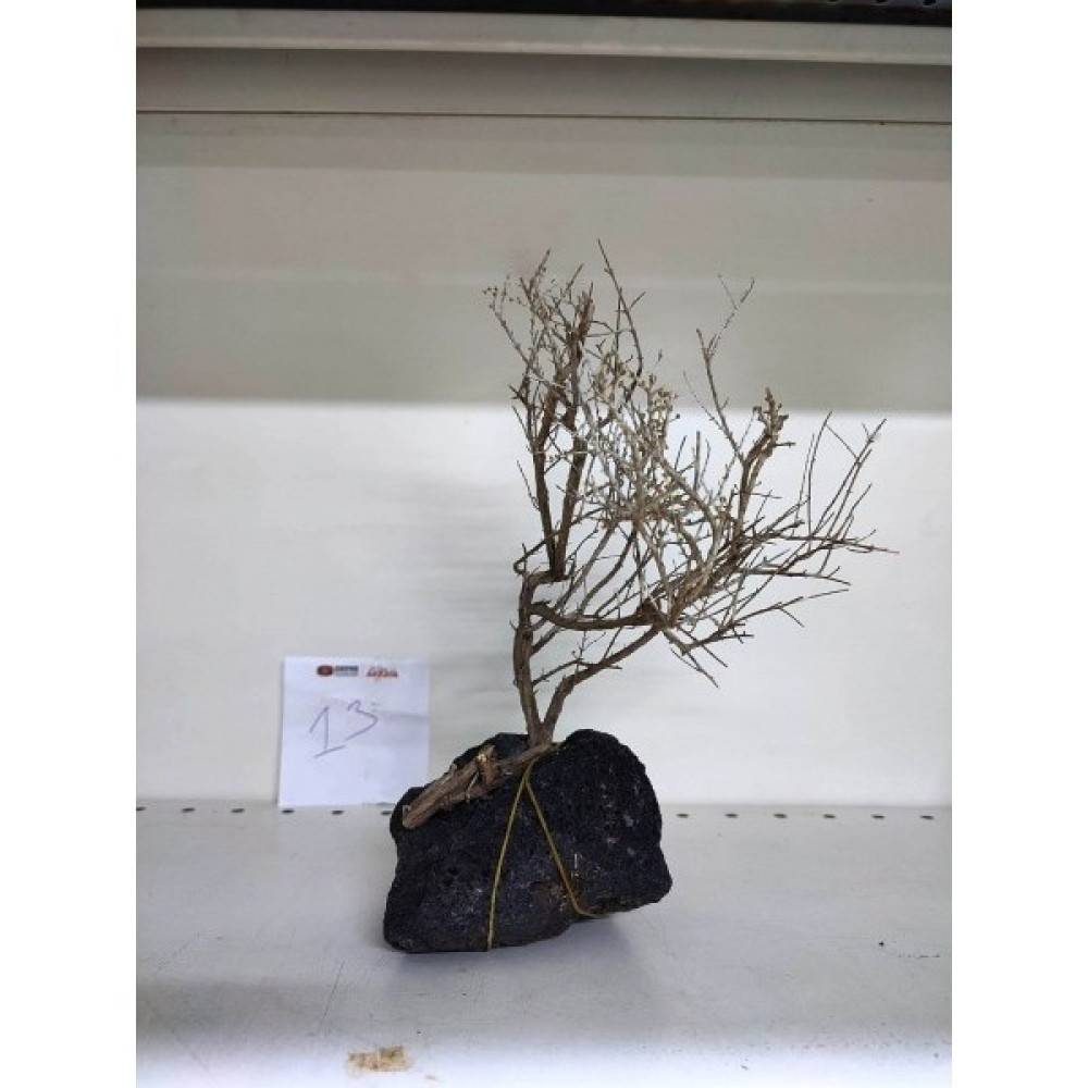 Canlipetshop Özel Tasarım Akvaryum Dekoratif Ağaç Kaya 20*26 cm No:13 Evcil Hayvan Ürünleri Fiyatı