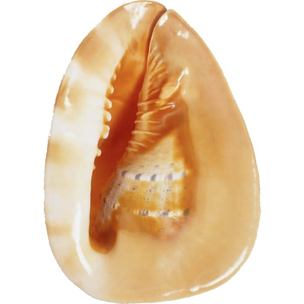 Cassis Cornuta 13" Oto Boyaları Fiyatı