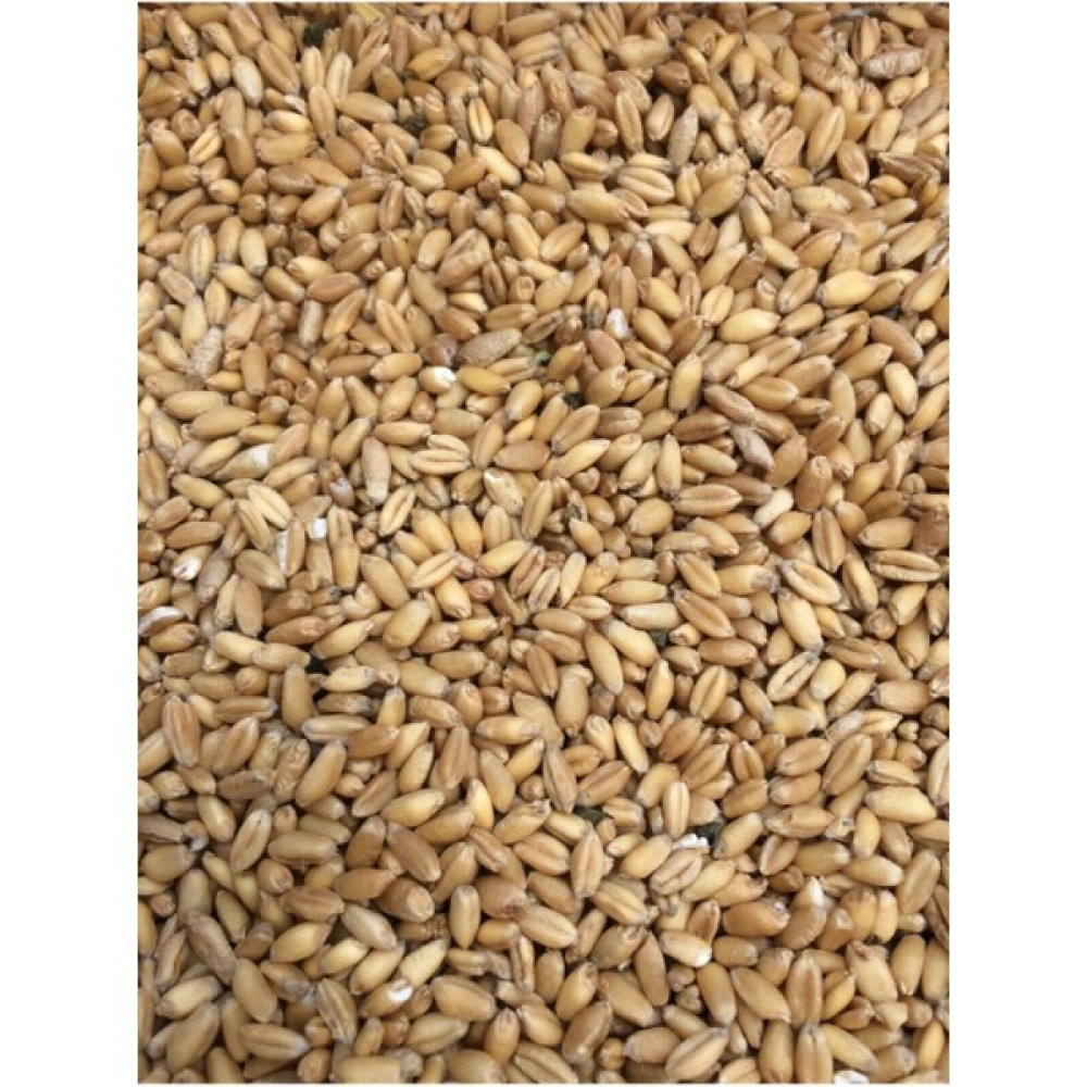 Çavgalar Tavuk Yemlik Buğday Çavgalar Tavuk ve Kuş Için Elenmiş Yemlik Buğday 5 kg Evcil Hayvan Ürünleri Fiyatı