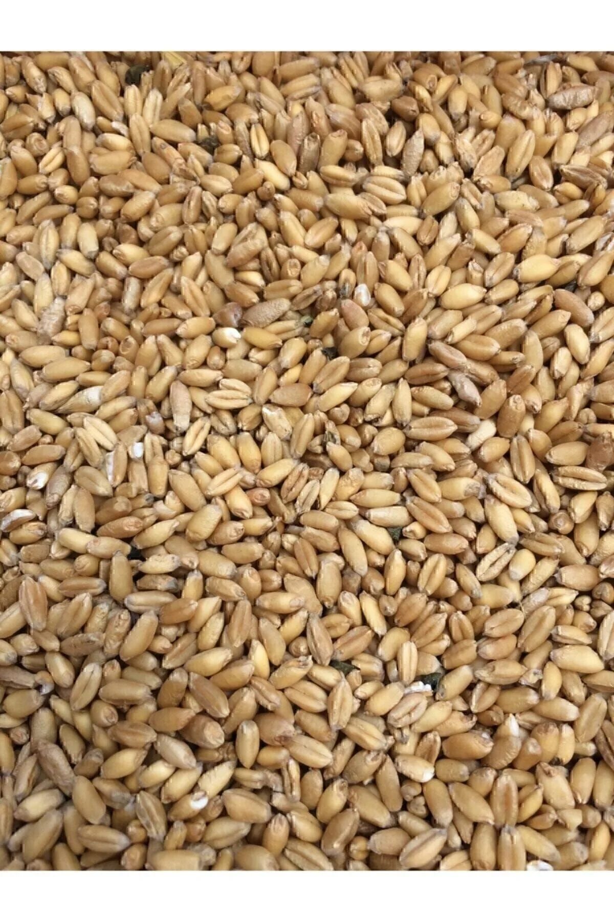 ÇAVGALAR TAVUK YEMLİK BUĞDAY Çavgalar Tavuk Ve Kuş Için Yemlik Buğday 5 Kg" Evcil Hayvan Ürünleri Fiyatı