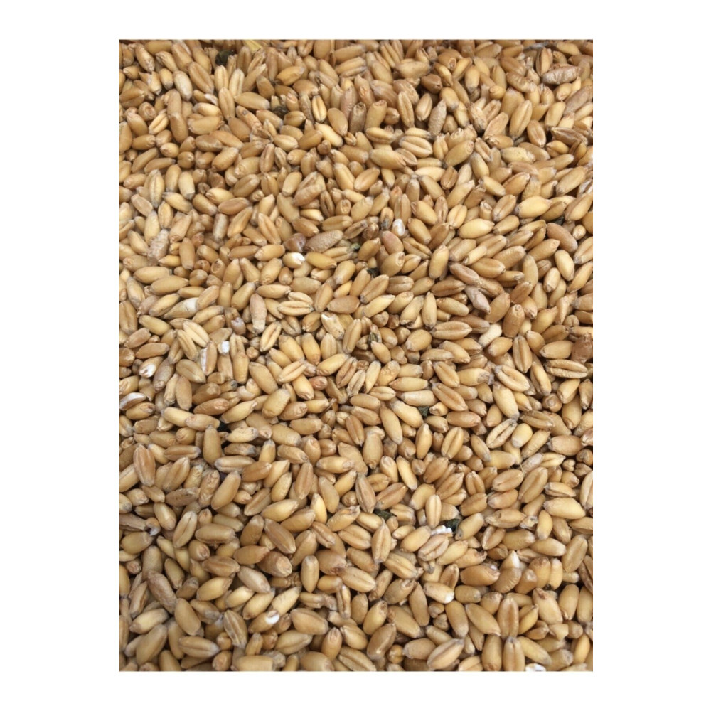 ÇAVGALAR TAVUK YEMLİK BUĞDAY Çavgalar Tavuk Ve Kuş Için Yemlik Buğday 5 Kg Evcil Hayvan Ürünleri Fiyatı