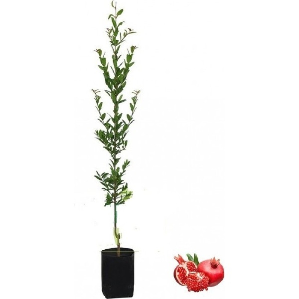 Cegel Ziraat Nar Fidanı Çekirdeksiz Tatlı Tüplü 2 Yaşında, 120 cm Fidan Fiyatı