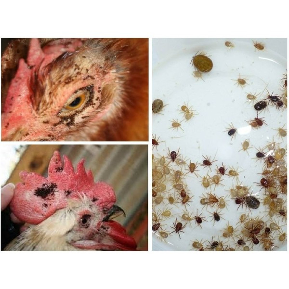 Cegel Ziraat Tavuk Biti ve Kırmızı Örümcek Giderici 500 gr - Renkli Gübre Fiyatı