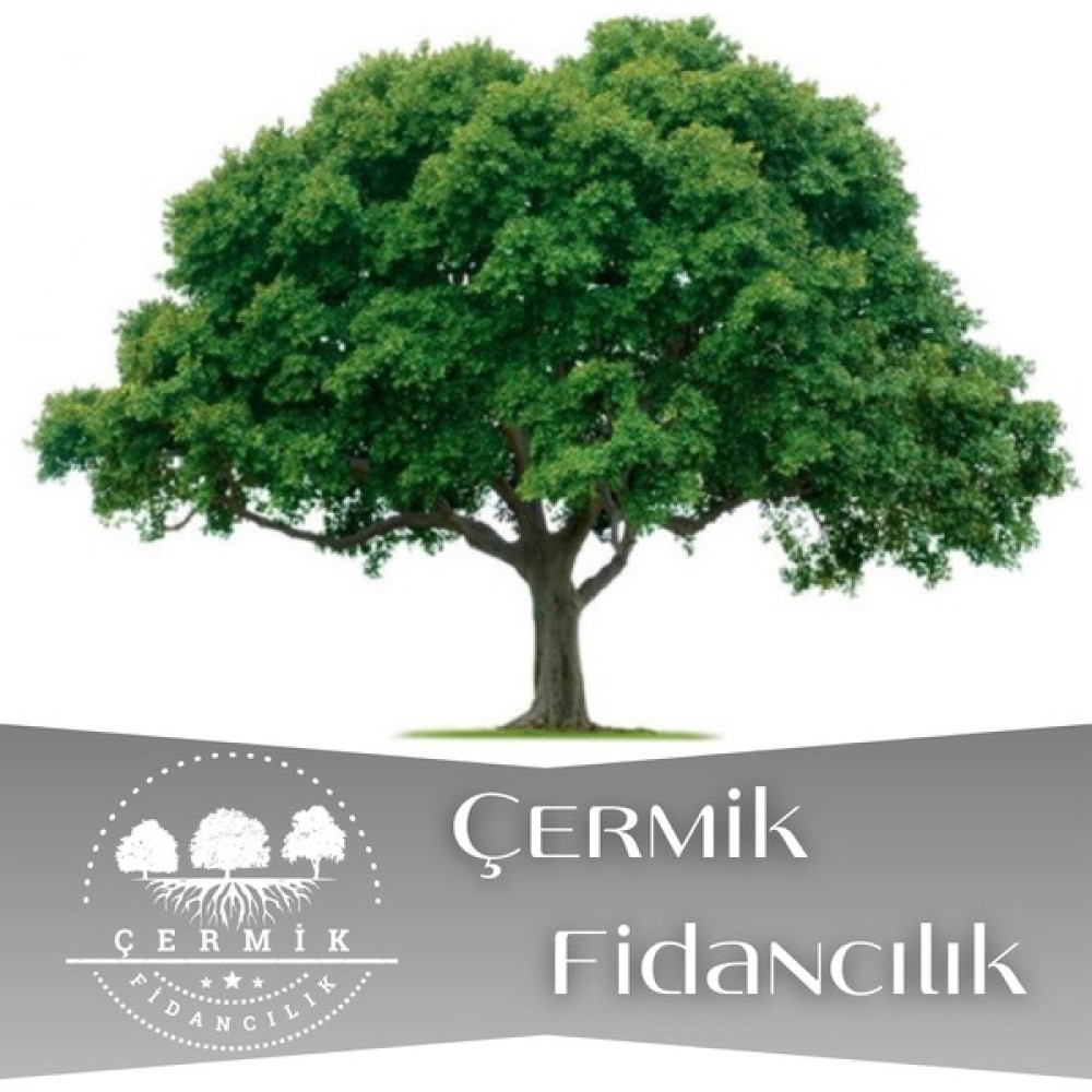 Çermik Fidancılık Tüplü Çınar Ağacı Fidanı Fidanı 3 Yaş - 1 Adet Fidan Fiyatı