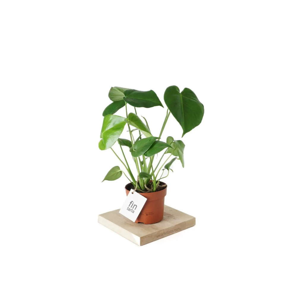 Çiçek Butiq Deve Tabanı - Monstera Deliciosa - 50 Cm Boyunda Dekoratif Bahçe Ürünleri Fiyatı