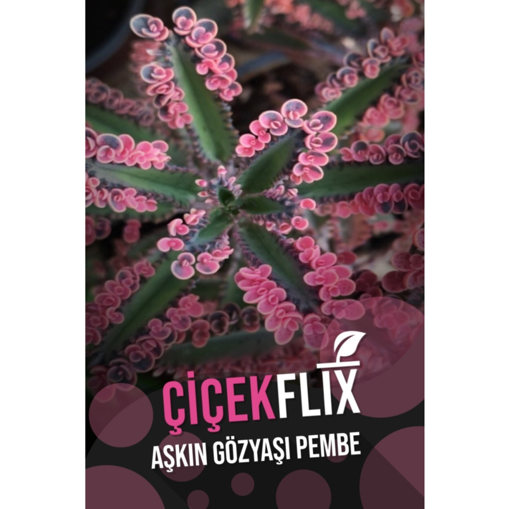 ÇİÇEKFLİX Aşkın Gözyaşı Pembe 1.kalite Özel Seri Nadir Tür Bitki Fiyatı