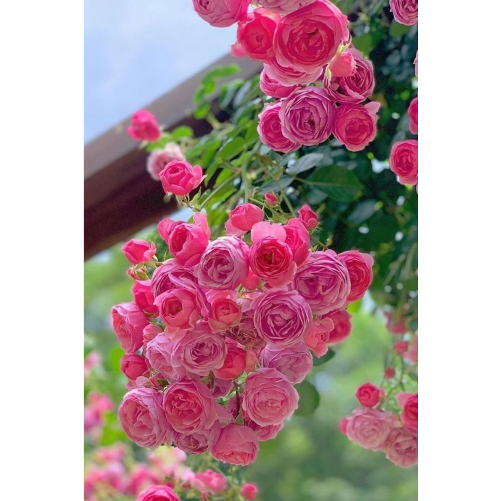 ÇİÇEKFLİX Ev Balkon Saran Pembe Gül Bitkisi Açik Kök 30-33cm Dekoratif Bahçe Ürünleri Fiyatı