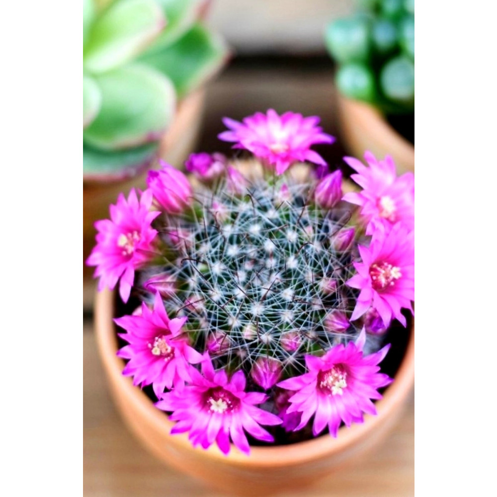 ÇİÇEKFLİX Mammillaria Wrightii 12 Ay Çiçek Açan Bol Tomurcuklu Kaktüs Sukulent Bitki Fiyatı
