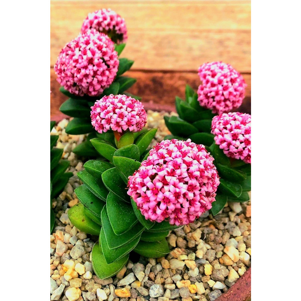 ÇİÇEKFLİX Mum Hoya Çiçeği Iç Mekan Ve Balkonda Bakılır Minik 5.5cm /şuan Çiçeksizdir Dekoratif Bahçe Ürünleri Fiyatı