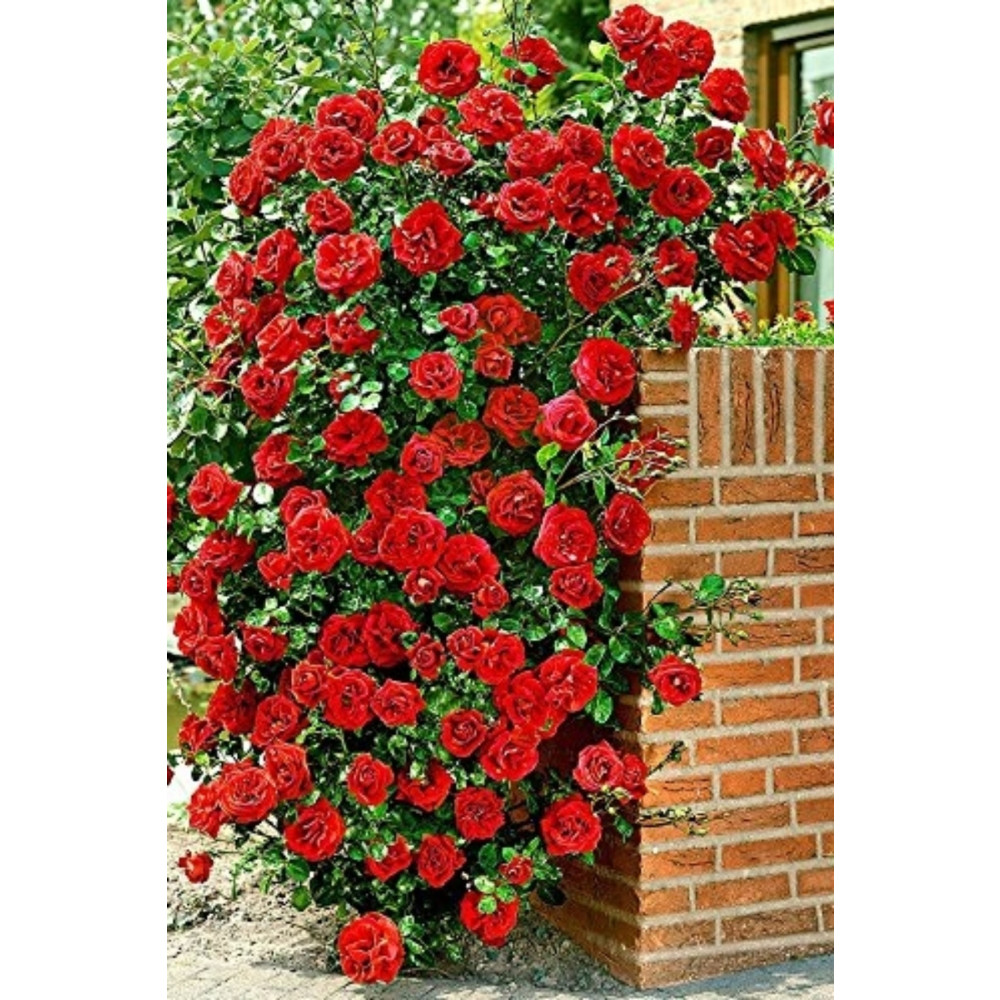 ÇİÇEKFLİX Sarmaşık Gül Fidani Ultra Kokulu 35-40cm Açık Kök 1 Adet Bitki Fiyatı