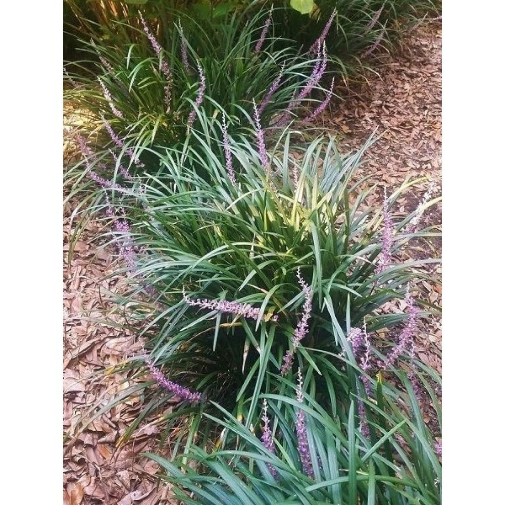Çim Zambağı Liriope Muscari Saksıda Oto Boyaları Fiyatı