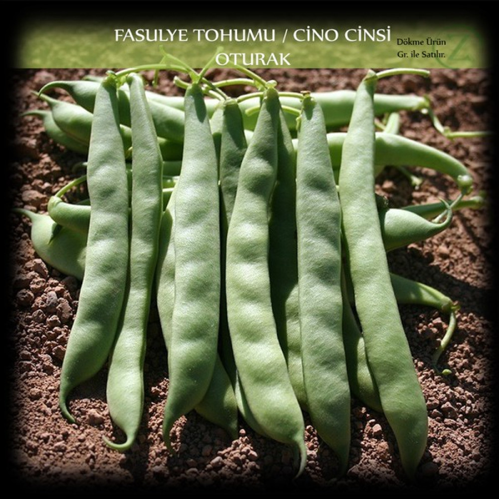 Cino Oturak Fasülye Tohumu 1 kg. (2500+ Adet) Sıla Gina Fasulye Tohumu - 1 kg Tohum Fiyatı