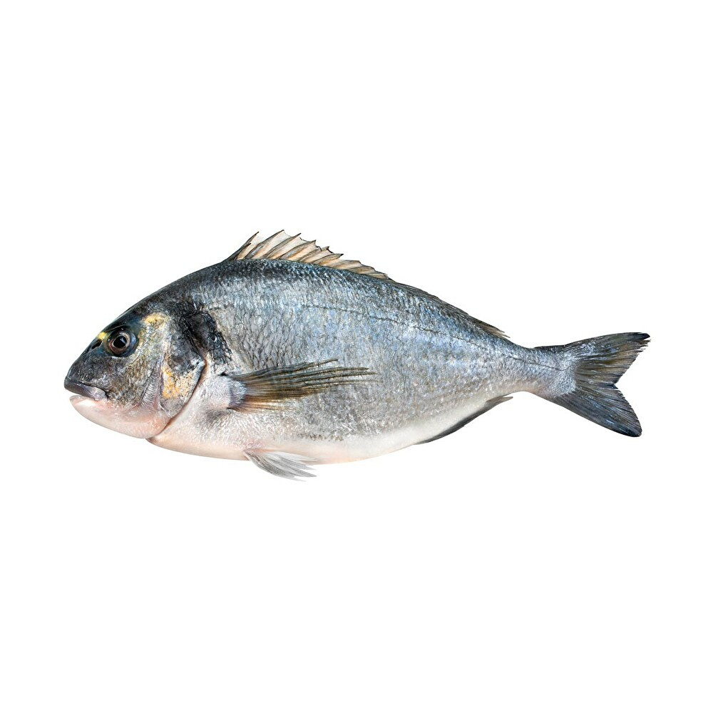 Çipura 600-800 g Deniz Ürünü Fiyatı