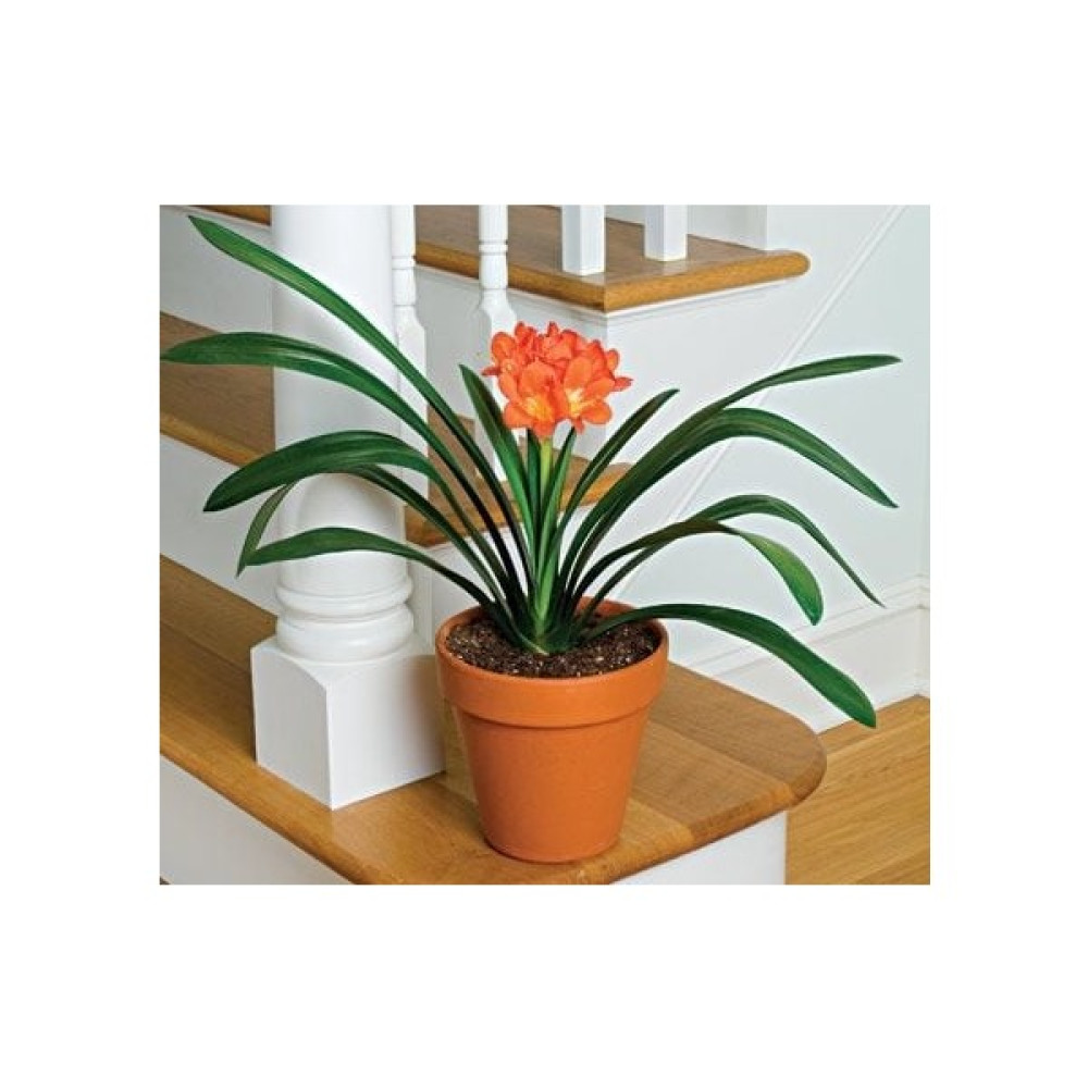 Clivia Miniata [Kafir Zambak] Bitki Fiyatı