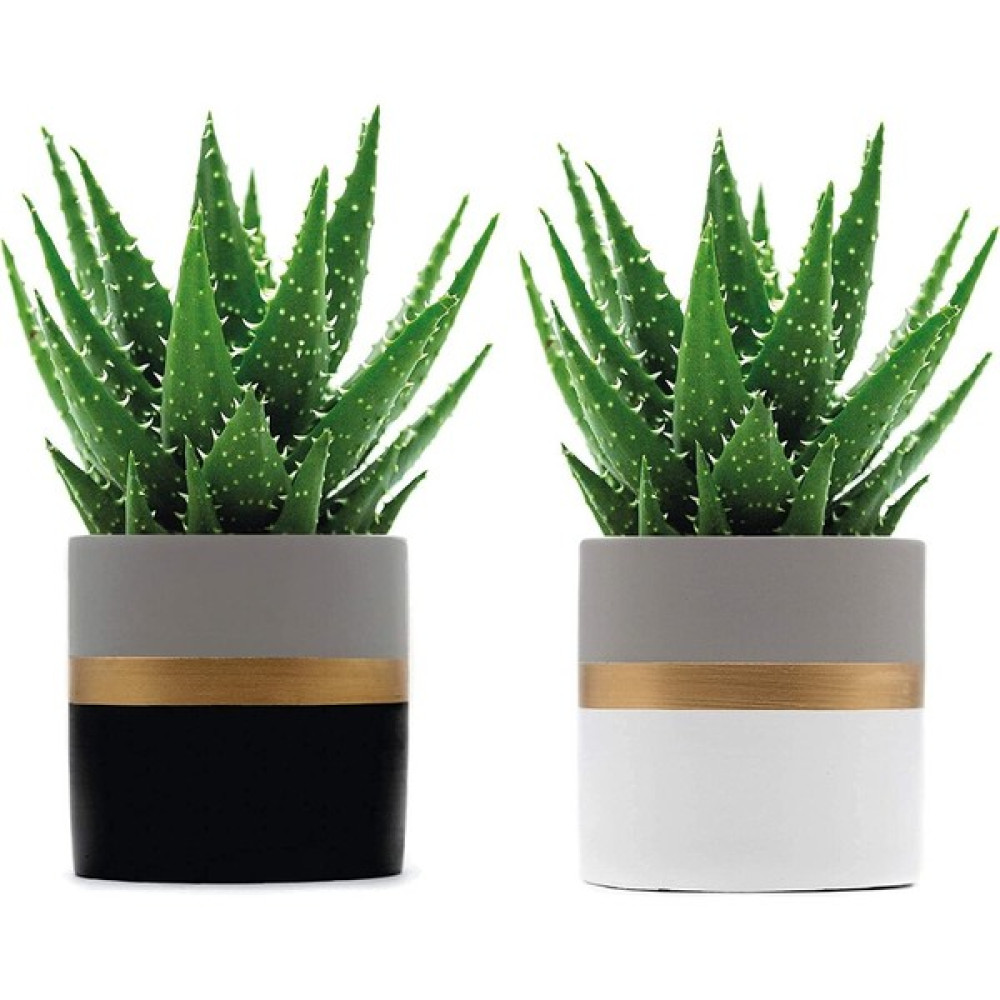 CM Home 2'li Handmade Beton Siyah-Beyaz-Gold Seritli Çok Amaçlı SAksı,vazo,kalemlik (10 Cm) Saksı ve Aksesuarları Fiyatı