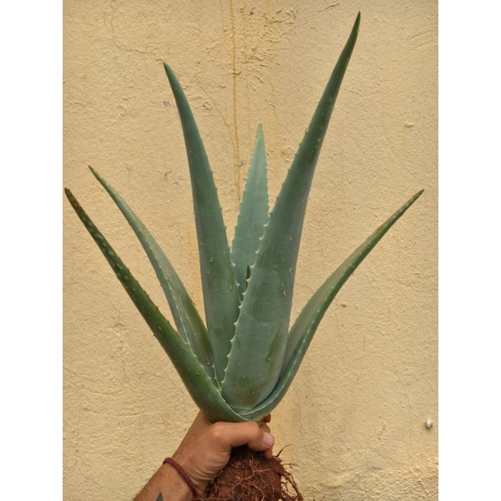 Çok Büyüyen Aloe Vera Bitkisi Fidanı 30 cm Saksısız Köklü Odunsu, Tıbbı Aloe Vera Bitki Fiyatı