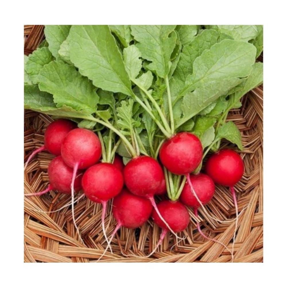 Çoker Fındık Turp Tohumu - 10 gr Tohum Fiyatı
