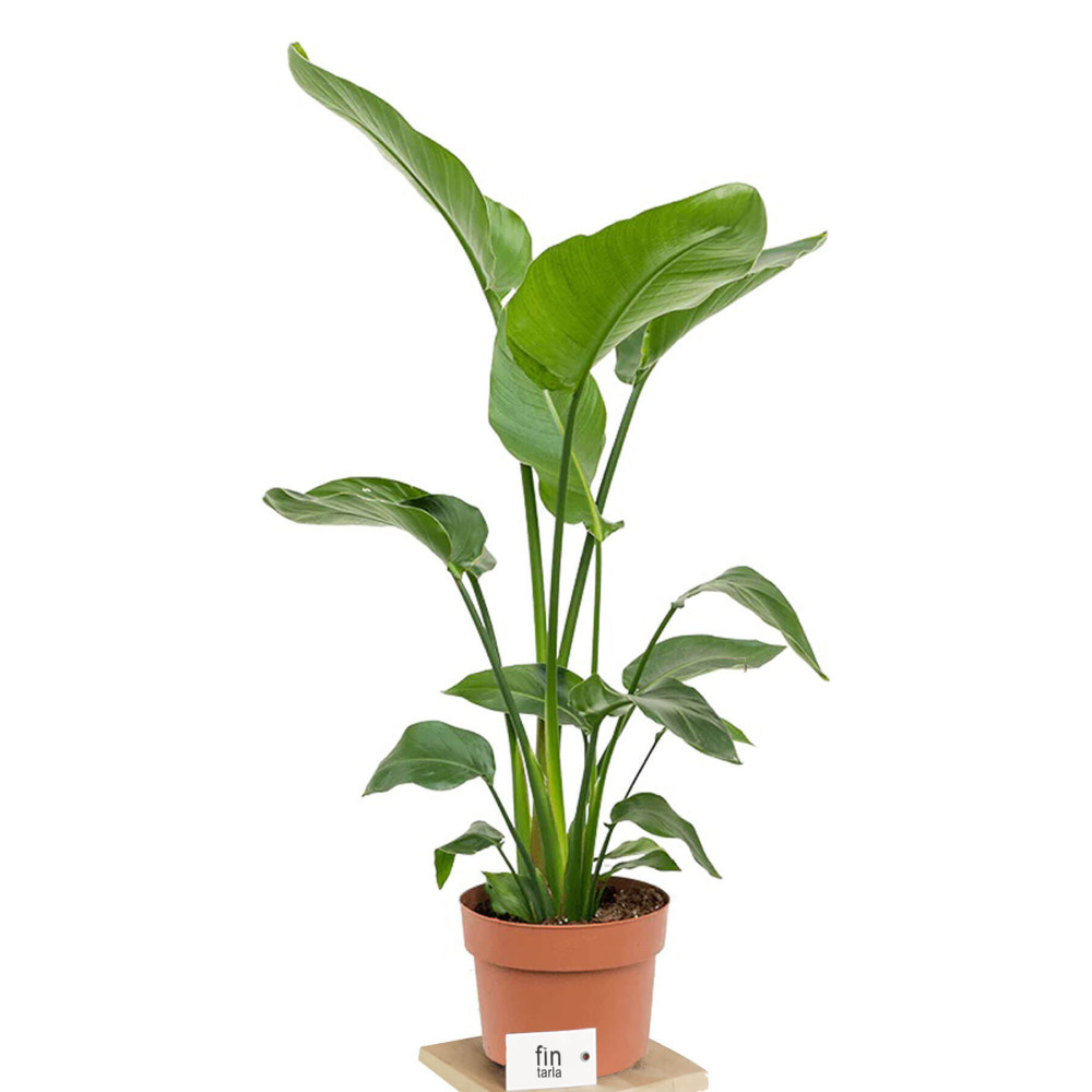 CRAPS Strelitzia Nicolai Starliçe Cennet Kuşu Bitkisi 70-90 CM Tek Gövde Salon Ofis Ev İç Mekan Bitkisi Dekoratif Bahçe Ürünleri Fiyatı