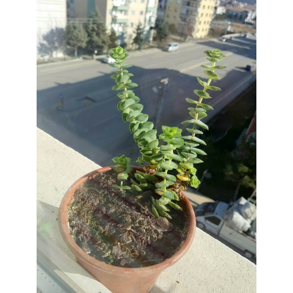 Crassula Marnieriana Çiçek Saksıda Bitki Fiyatı