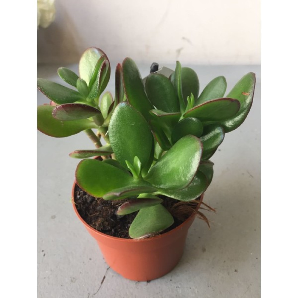 Crassula Şans Para Çiçeği (Zenginlik Çiçeği) Bitki Fiyatı