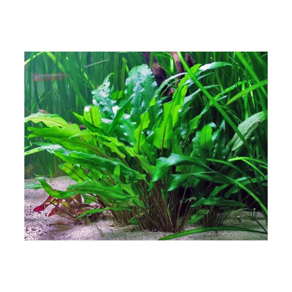 Cryptocoryne Wendtii ' Greencryptocoryne Wendtii ' Green ' 1 Bağ Akvaryum Bitkisi 3 kök Evcil Hayvan Ürünleri Fiyatı