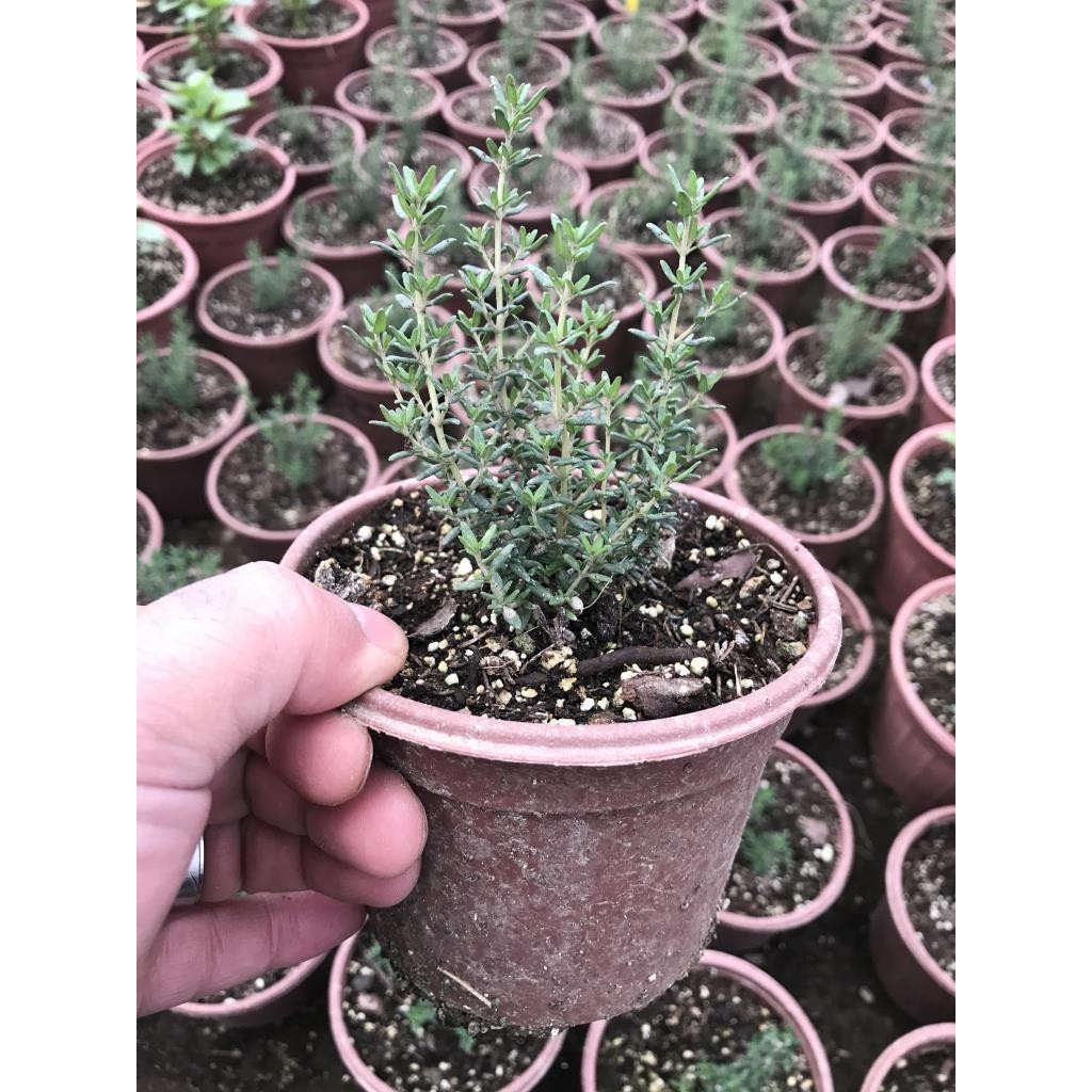Dağ Bahçe Kekiği Fidanı 10-20 cm 5 Adet Thymus Vulgaris Diğer Fiyatı