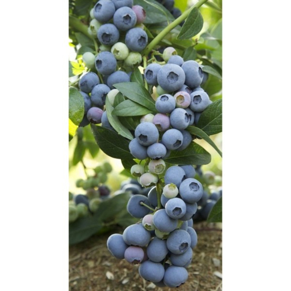 Dağlıoğlu Tarım 2 Yaş Bluecrop Yaban Mersini Fidanı Fidan Fiyatı