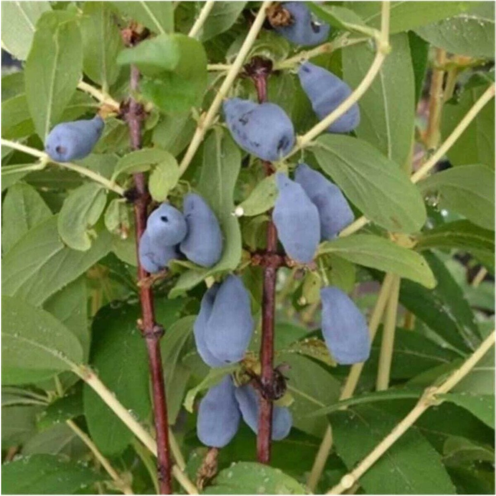 Dağlıoğlu Tarım Köyfidan Bal Yemişi Honeyberry Fidanı Saksılı 20 30 cm - Standart Saksı ve Aksesuarları Fiyatı