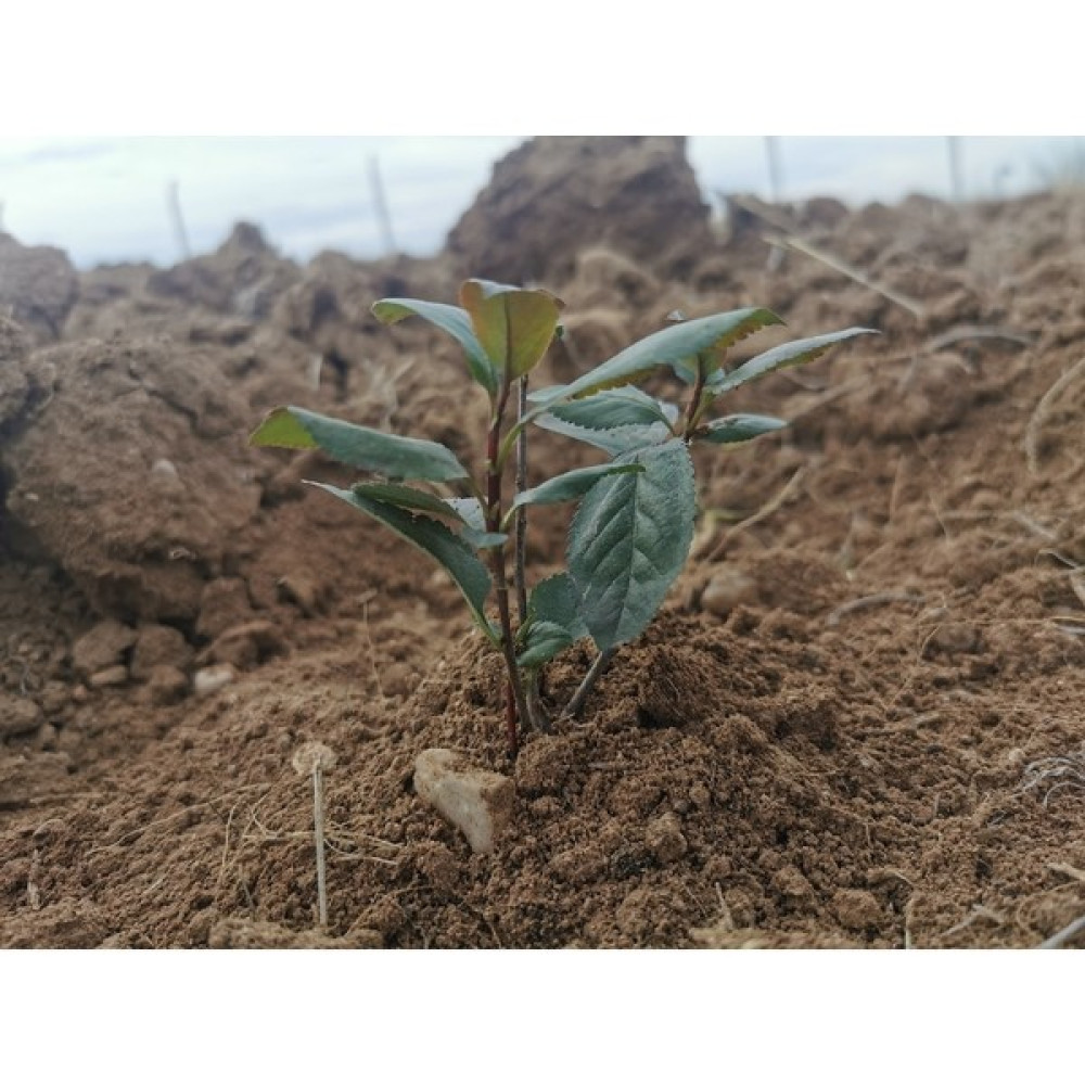 Dağlıoğlu Tarım Viking Siyah Aronia Chokeberry Fidanı 5ADET Oto Boyaları Fiyatı