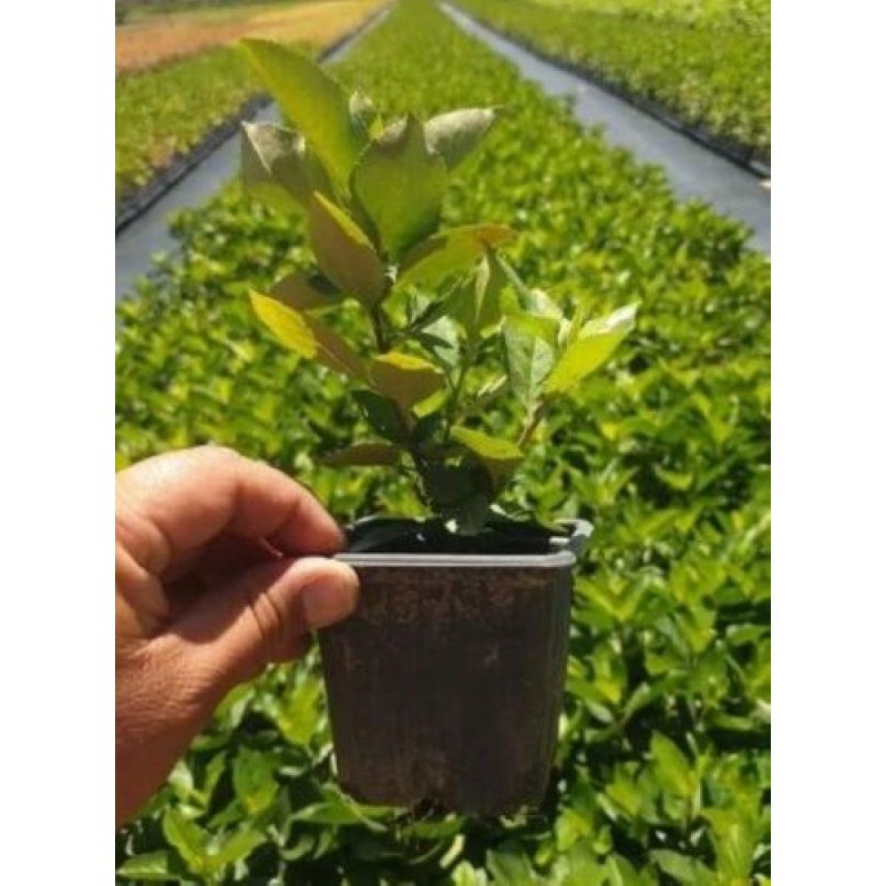 Dağlıoğlu Tarım Viking Siyah Aronia Chokeberry Fidanı 5ADET - Standart Oto Boyaları Fiyatı