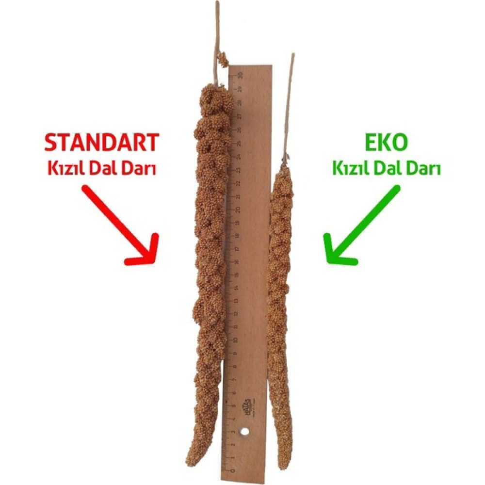 Dal Darı Net Eko Kızıl Dal Darı 1 Kg. Muhabbet Kuşu Yemi (Organik Dal Darı) Evcil Hayvan Ürünleri Fiyatı