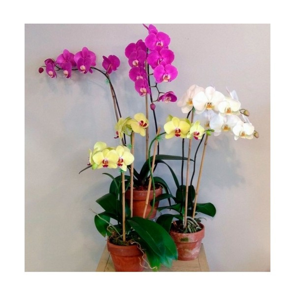 Day 100 Adet 10 Farklı Renk Phalaenopsis Orkide Tohumu + 10 Adet Hediye K.renk Buz Çiçeği Tohumu - 110 Adet Oto Boyaları Fiyatı