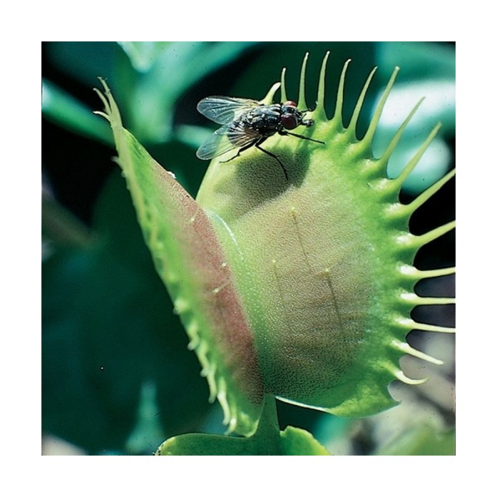 Day 100'lü Venüs Fly Trap Sinek Kapan Bitkisi Tohumu + 10'lu Lale Çiçek Tohumu - 100 Adet Tohum Fiyatı