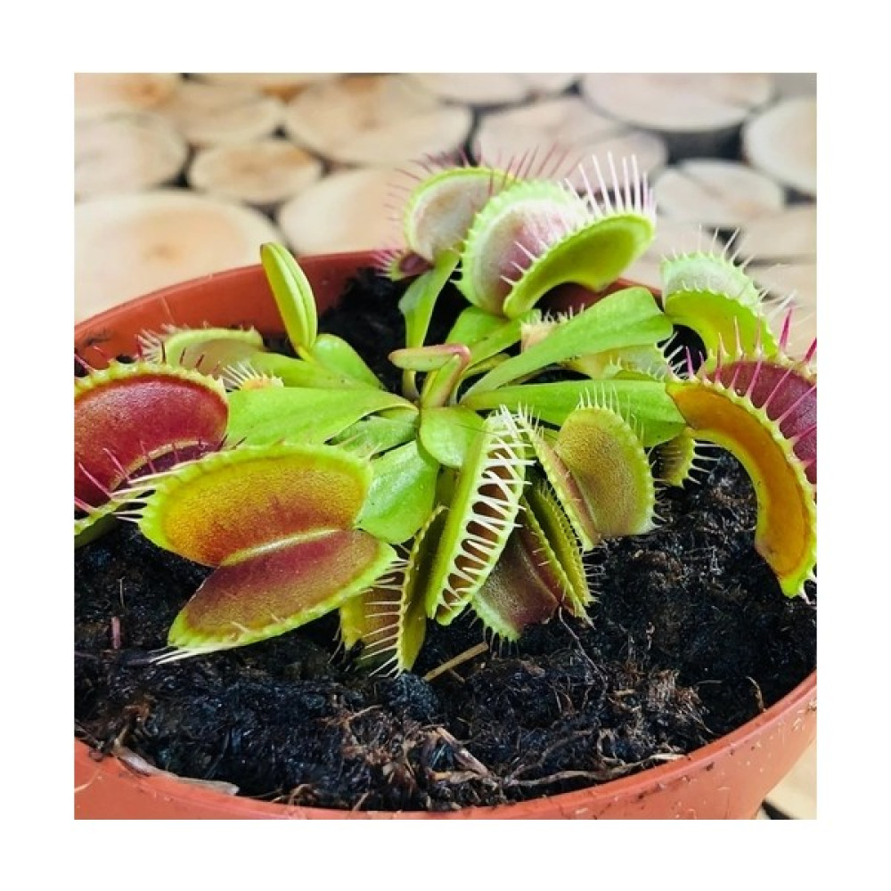 Day 100'lü Venüs Fly Trap Sinek Kapan Bitkisi Tohumu + 10'lu Zambak Çiçek Tohumu - 100 Adet Oto Boyaları Fiyatı