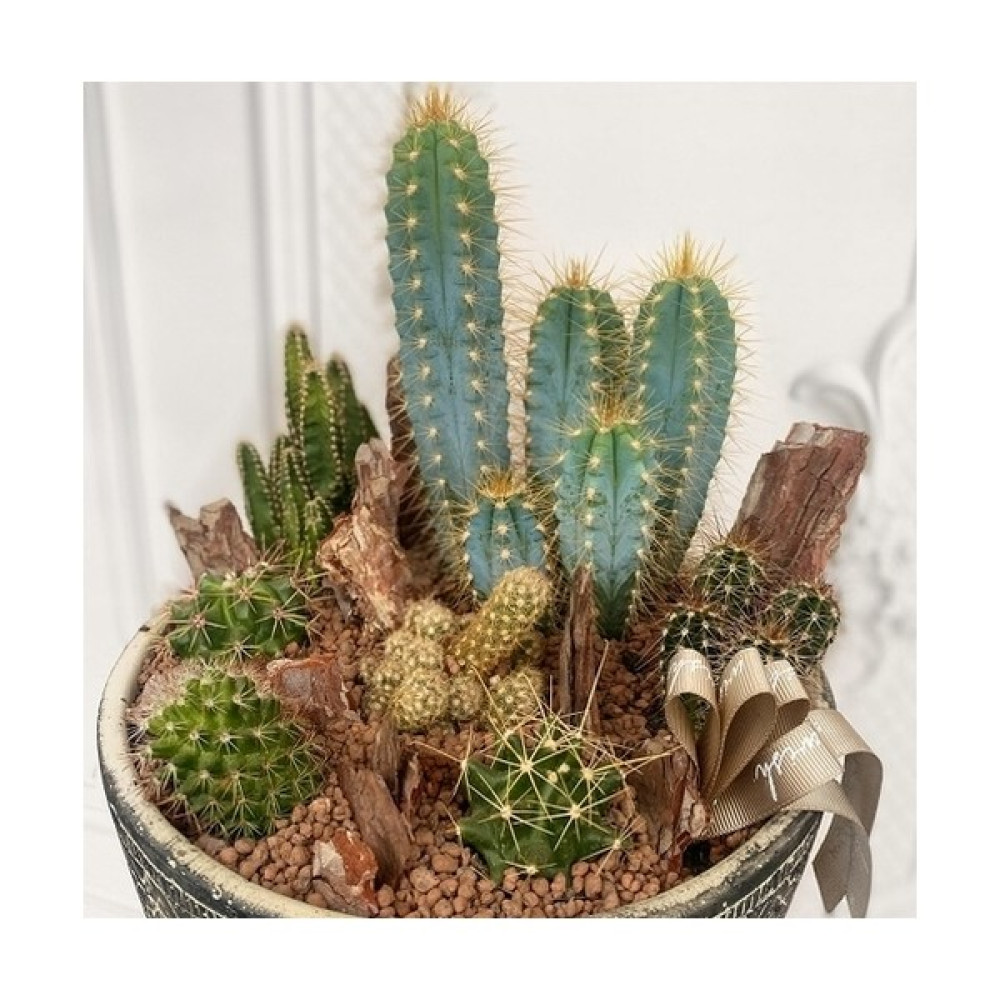 Day 10'lu Mix Barrel Cactus Tohumu + 10'lu Kırmızı Gül Çiçek Tohumu - 20 Adet Oto Boyaları Fiyatı