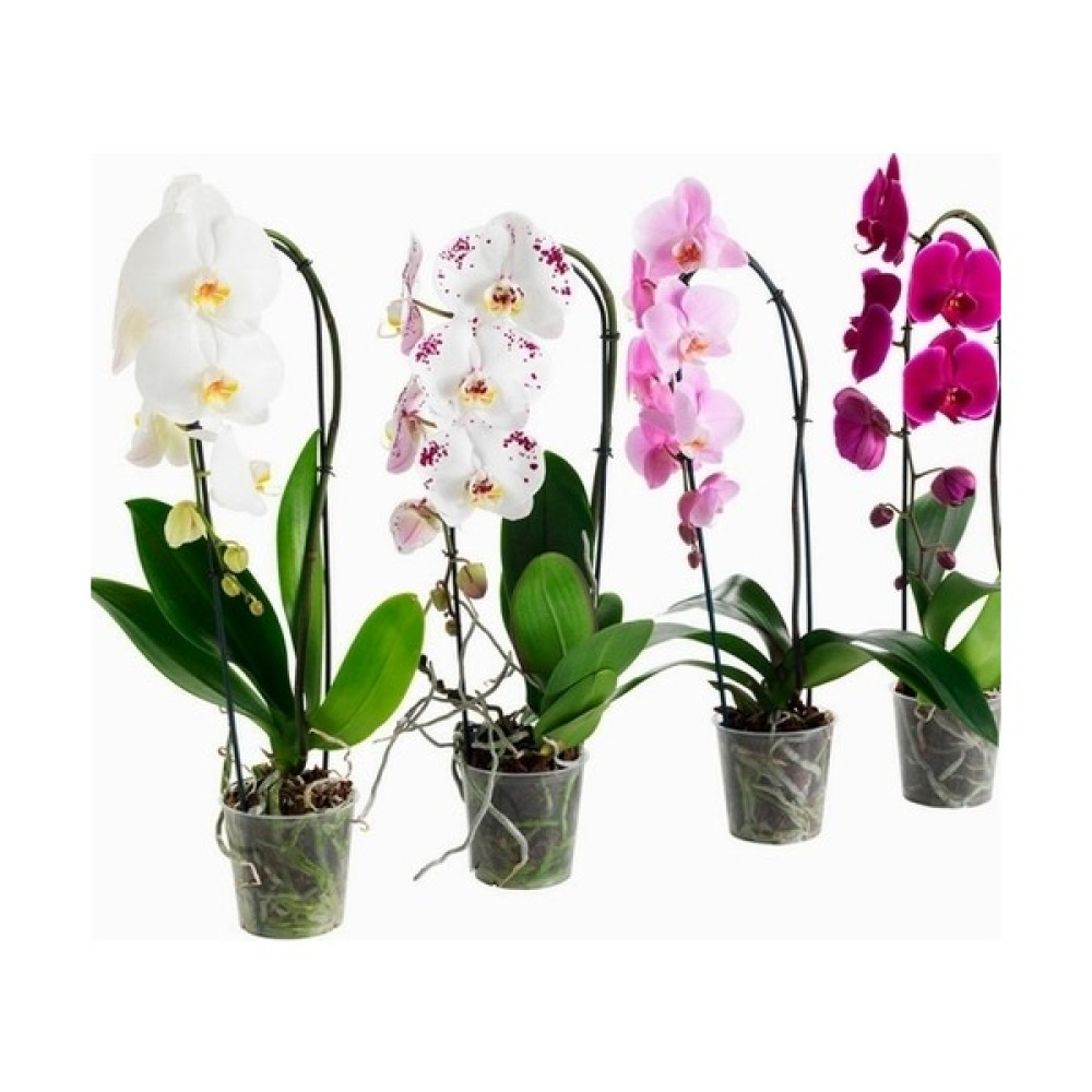 Day 25'li 10 Farklı Renk Oncidium Orkide Tohumu + 10'lu Kırmızı Papatya Çiçeği Tohumu - 35 Adet Oto Boyaları Fiyatı