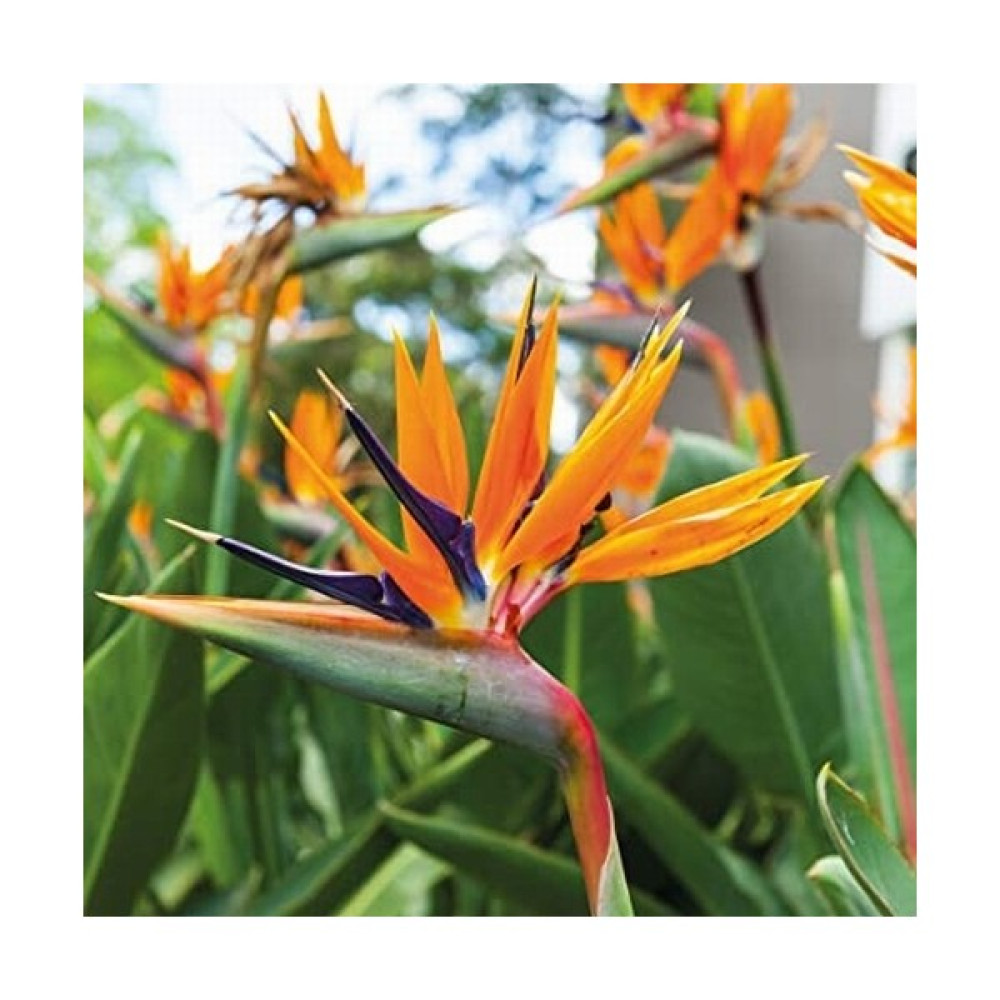 Day 50'li Karışık Renk Strelitzia Reginae Çiçeği Tohumu + 10'lu Kırmızı Gül Çiçek Tohumu - 60 Adet Oto Boyaları Fiyatı