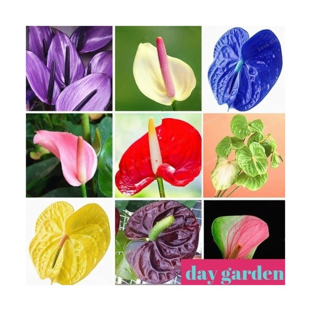 Day Garden Daygarden 10 Farklı Renk Antoryum Tohumu + 10 Adet Hediye Karışık Gül Tohumu - 1 Adet Tohum Fiyatı