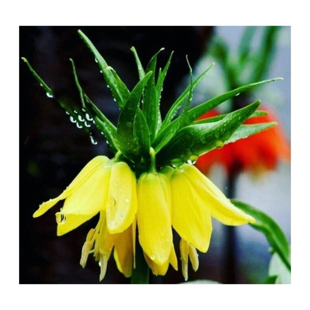 Day Garden Daygarden 25 Adet Sarı Ters Lale Çiçeği Tohumu + 10 Adet Hediye K.gül Çiçek Tohumu - 1 Adet Tohum Fiyatı