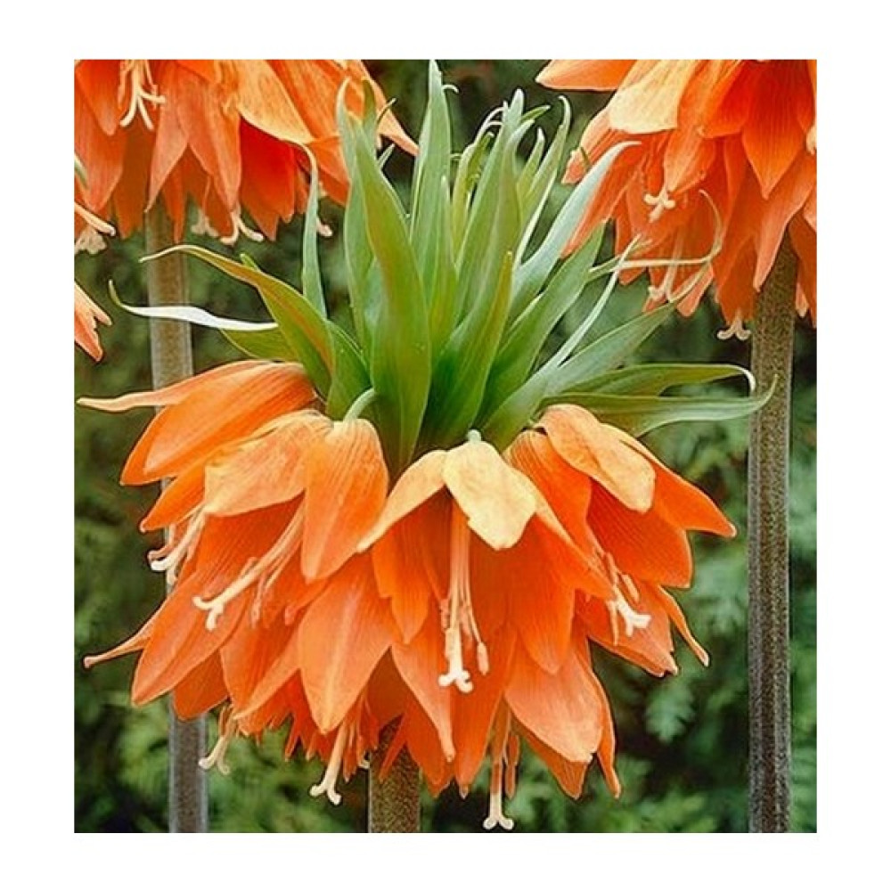 Day Garden Daygarden 25 Adet Turuncu Ters Lale Çiçeği Tohumu + 10 Adet Hediye K.gül Çiçek Tohumu - 1 Adet Tohum Fiyatı