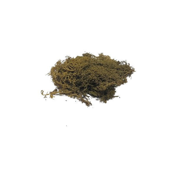 Del Rey Maket Yosun Açık Yeşil 10'gr Diğer Fiyatı