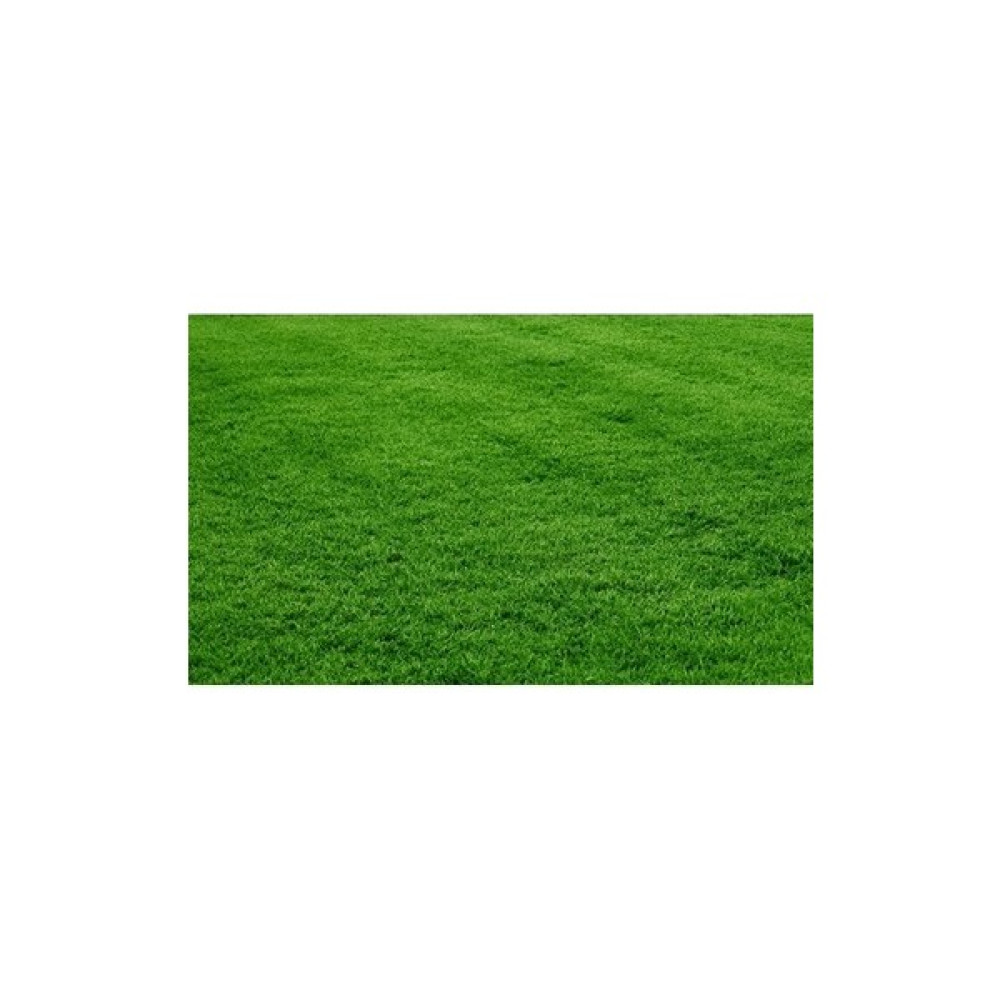 Demirler Bermuda Grass Çimi Tohumu (Kurak ve Susuz Alanlara Özel) - 1 kg Tohum Fiyatı